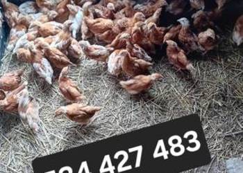 Kura kury rosły naturalne ekologiczne 14 tygodnie kury