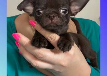 Chihuahua krótkowłosy czekoladowy piękny badania DNA , rodowód