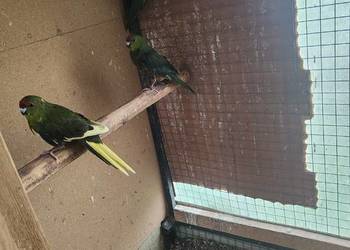 Sprzedam papugi modrolotki