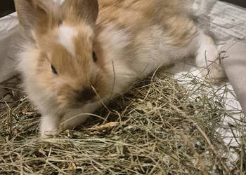 Królik miniaturka karzełek angora