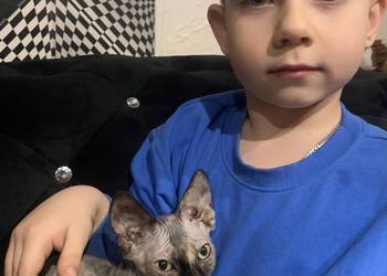 Sfinks Kanadyjski. Diablica tygryska. Rodowód.