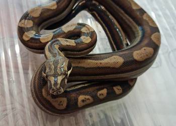 Boa BCI Samiec CA MOTLEY INCA RLT 50% poss dh Albino T+ prodigy/nicaragua