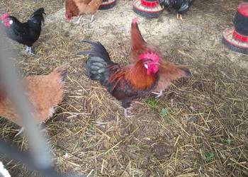 Mam do sprzedania koguty do kur 3 szt piękne barwne