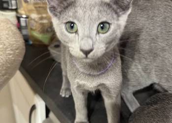 Kotki rosyjskie niebieskie