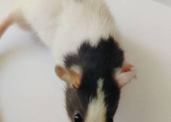 Szczury samce do domu