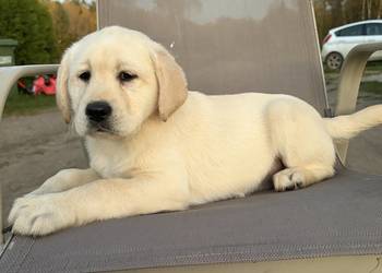 Labrador Retriever