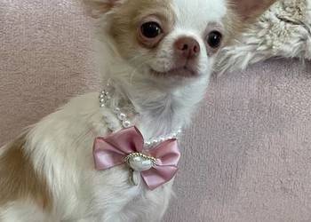 MALUTKA SUNIA - Chihuahua długowłosa
