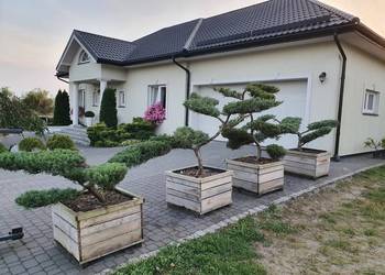 TANIO bonsai jałowiec formowany juniperus communis