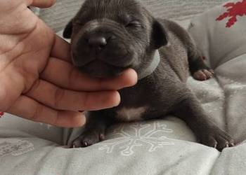 Amstaff Szczeniąta Blue