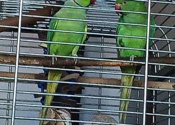 Zamienię parę Aleksandrett