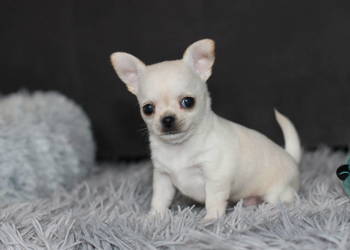 Chihuahua Geri krótkowłosey ZKwP FCI