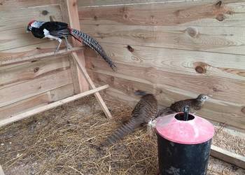 Bażant diamentowy samiec i dwie samice