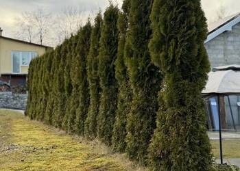 Tuje szmaragd 2 metry kopane  z gruntu