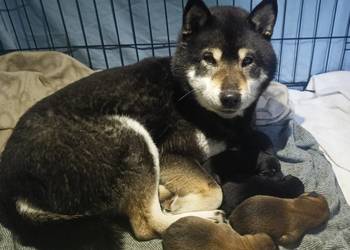 SHIBA INU. Nowy miot - przyjmujemy zamówienia