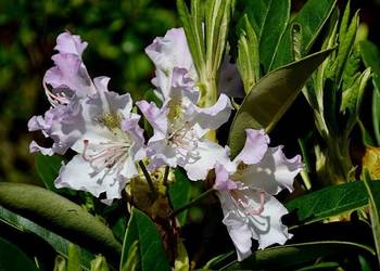 Różanecznik Pohjola's Daughter/Rhododendron' Pohjola's Daugh
