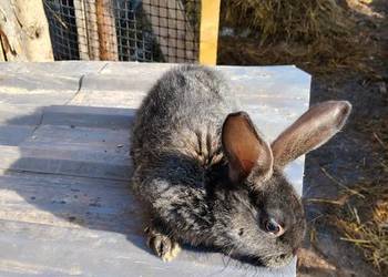 Sprzedam króliki zwykłe mięsne