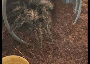 Ptasznik T. albopilosum nicaragua samica 4dc