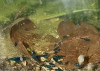 krewetki neocordina blue velvet i inne