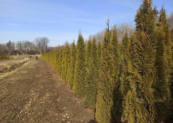 Thuje Szmaragd, Brabant