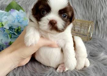 Biało czekoladowy piesek rasy Shih-Tzu