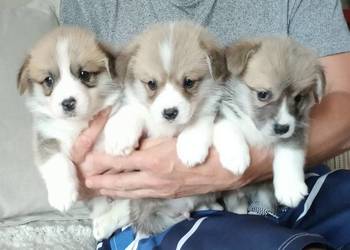 Sprzedam szczenięta Welsh Corgi Pembroke