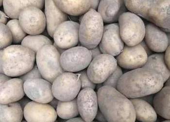 Ziemniaki 15kg Irga białe duże ładne bez robaka i nawozów gospodarstwo Roln Ziemniaki 15kg Irga białe duże ładne bez robaka i nawozów gospodarstwo Roln