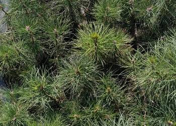 Piękna Sosna czarna Pinus nigra