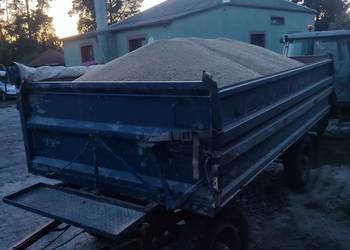 pszenica jakościowa