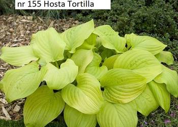 Rózne  hosty zółte , dwu kolorowe , niebeskie