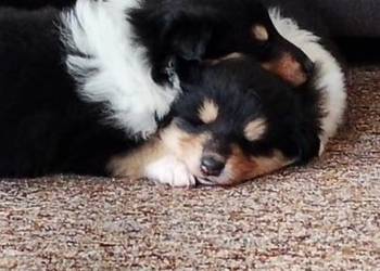 Owczarek szkocki collie ZKwP (FCI)