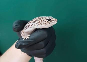 Gekon lamparki super mack snow