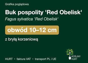 Buk pospolity 'Red Obelisk' obwód 10-12 cm, z bryłą – HURT