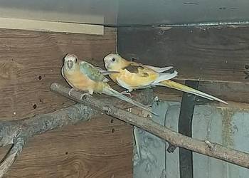 Papugi   świergoty pary