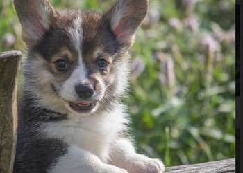 Welsh Corgi Pembroke rezolutny chłopiec trikolor