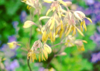 RUTEWKA MNIEJSZA Adiantifolium - sadzonki w doniczkach