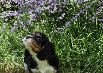 Cavalier King Charles Spaniel szczenię FCI