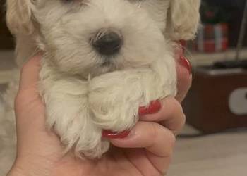 Maltipoo piesek biszkoptowy F1