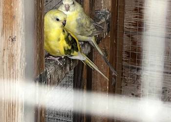 Świergotki seledynowe para lęgowa i młode