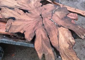 Suche plastry drewna orzech czereśnia jabłoń dąb wiąz