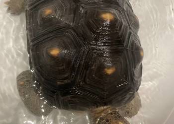 Piękny Żółw Żabuti