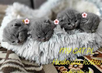 Kot brytyjski szkocki zwisłouchy