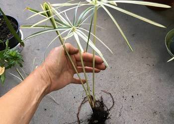Cibora papirus wariegata sadzonki Cibora papirus wariegata sadzonki