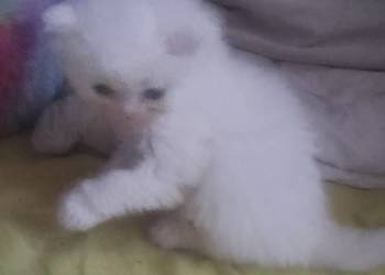 Kotki gotowe do zamieszkania w nowym domu