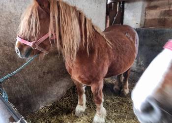 Sprzedażna skup koni rzeźnych i hodowlanych