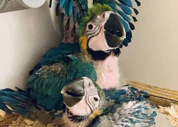 Papuga Ara Ararauna Pupile