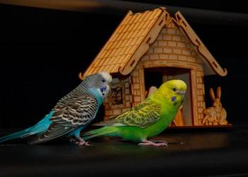 papugi faliste 3 parki