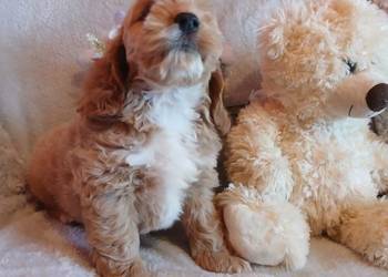 Cockapoo F1 pieski Spaniel & Pudel