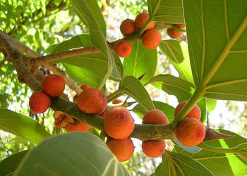 FIGOWIEC BENGALSKI Ficus benghalensis NASIONA 100g.