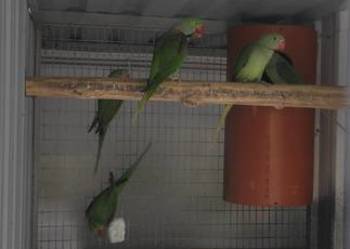 Na sprzedaż ALEKSANDRETTA WIELKA -dorosły samiec lęgowy Psittacula eupatria