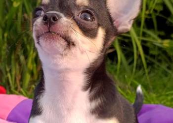 Chihuahua FCI gotowy do odbioru trikolor